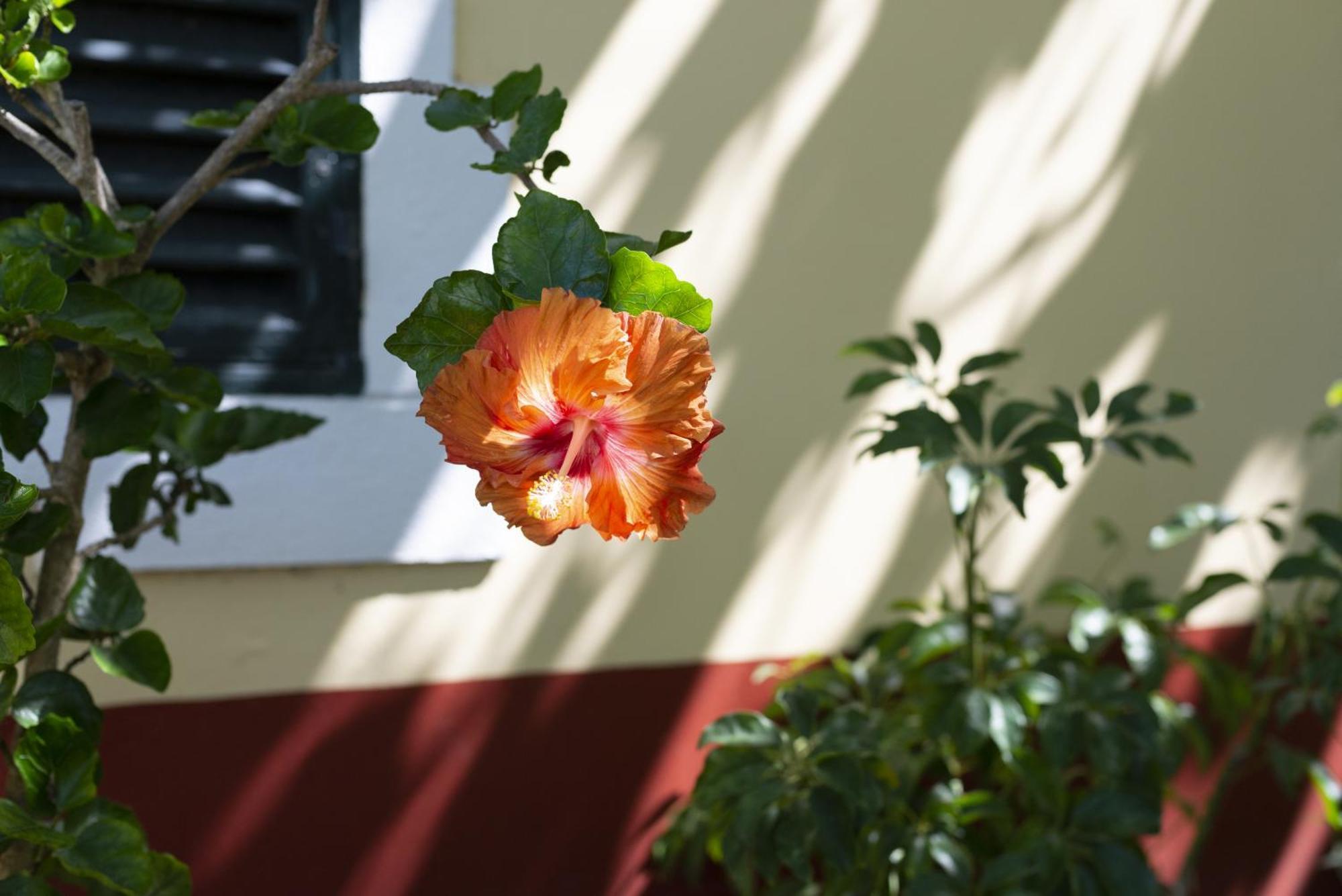 Quinta Das Hortensias Arco de São Jorge Εξωτερικό φωτογραφία