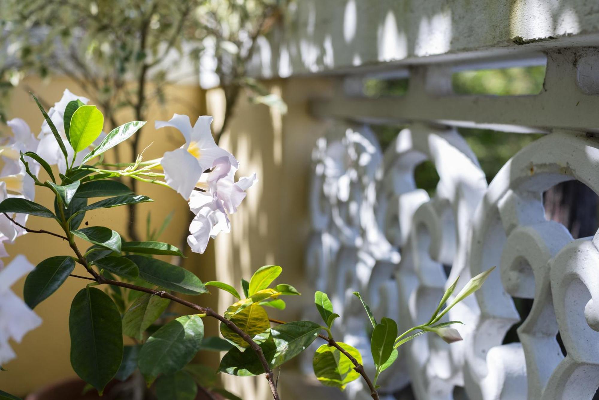 Quinta Das Hortensias Arco de São Jorge Εξωτερικό φωτογραφία